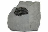 Calymene Niagarensis Trilobite Fossil - New York #357086-1